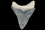 Serrated, Fossil Megalodon Tooth - Bone Valley, Florida #145089-1